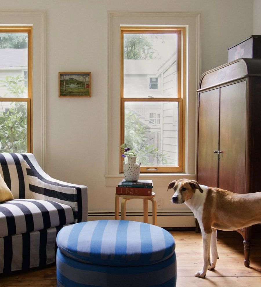 A dog stands in a living room with striped furniture, wooden floor, and large windows. A cabinet and a small table with a vase are also present.